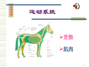 运动系统骨骼课件.ppt