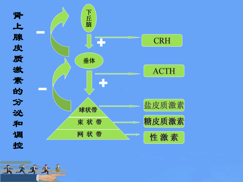 长期应用糖皮质激素治疗患者的麻醉注意事项2021优选课件.ppt_第3页