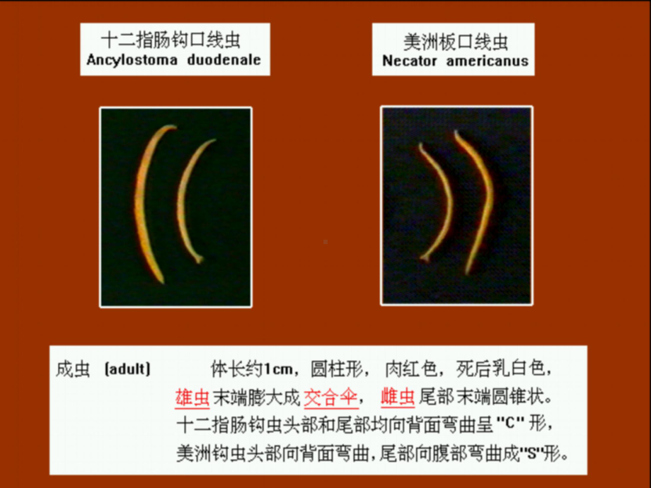 钩虫蛲虫丝虫教学课件.pptx_第1页