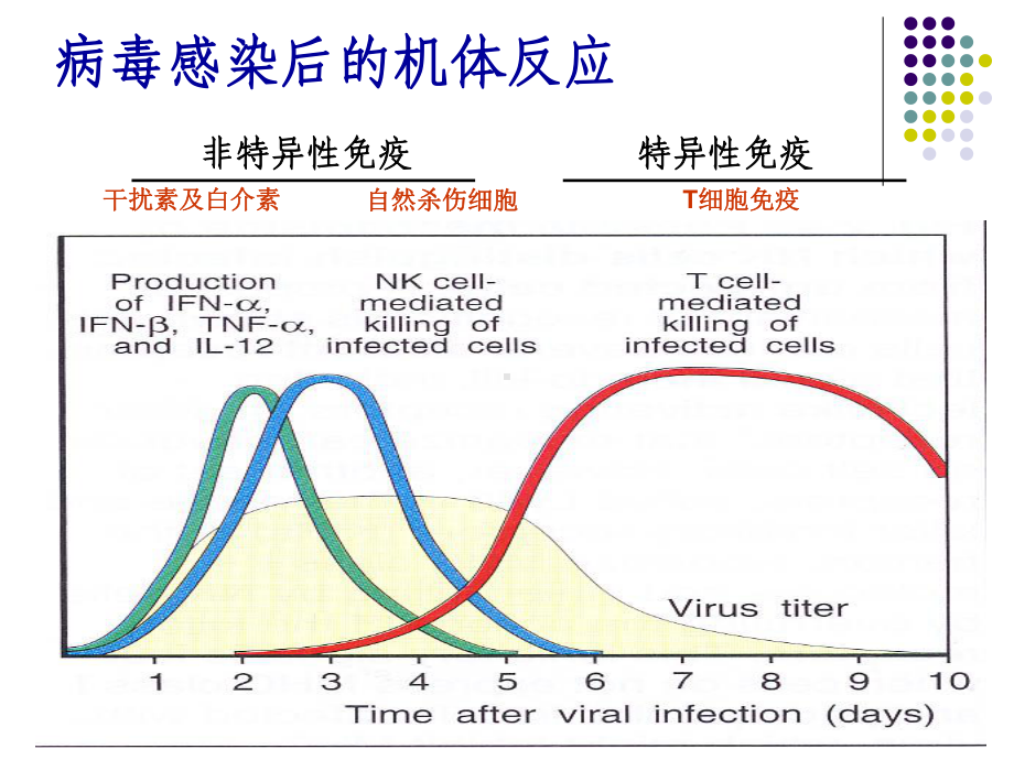 细胞-干扰素医学课件-.ppt_第2页