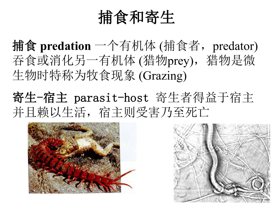 第八章-1土壤生物间相互作用课件.ppt_第2页