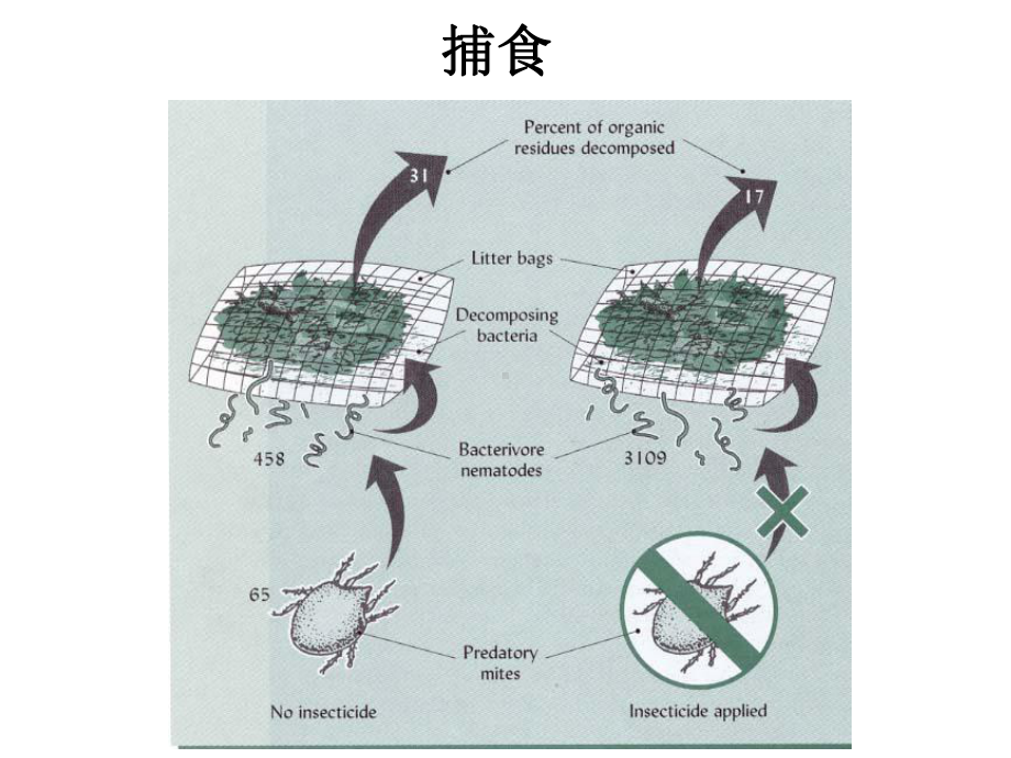 第八章-1土壤生物间相互作用课件.ppt_第3页