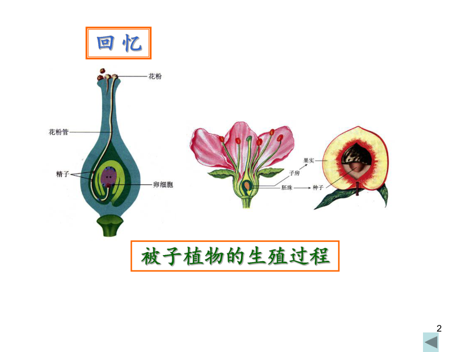 第二节-人的生殖-课件.ppt_第2页