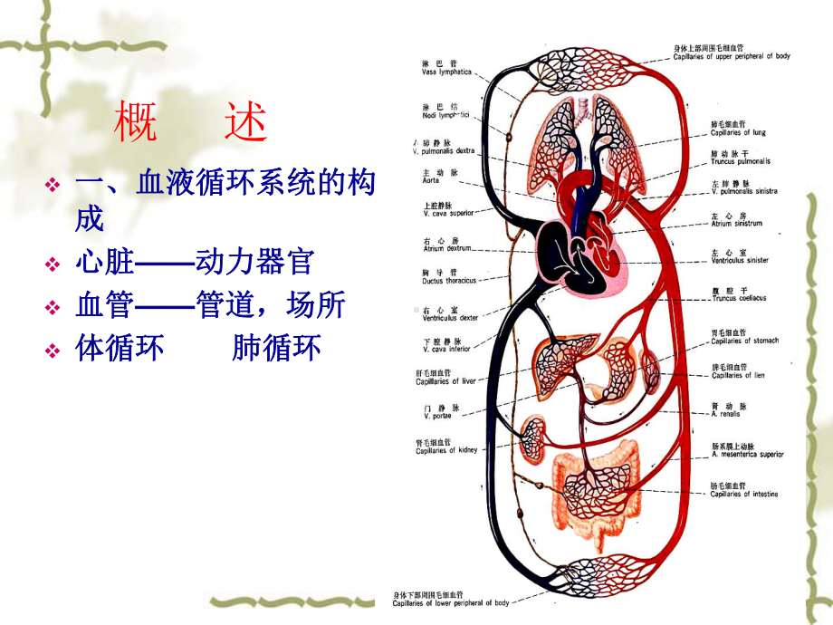 第四章血液循环教学课件.ppt_第2页