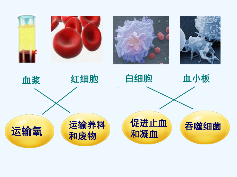 第四节输血与血型课件.pptx_第3页