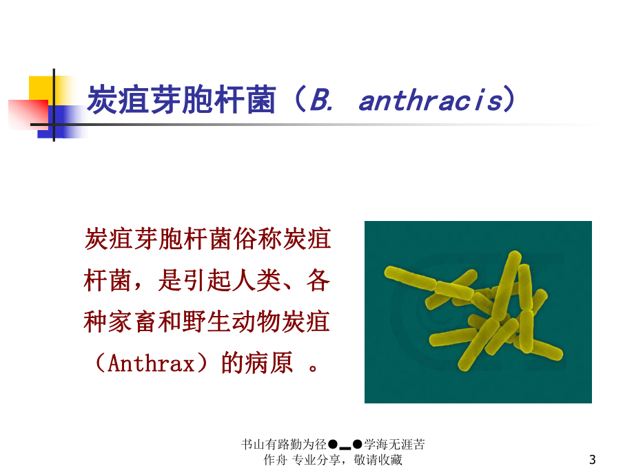 革兰氏阳性产芽杆菌-课件.ppt_第3页