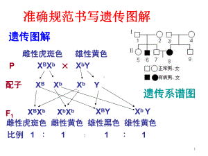 规范书写遗传图解讲解课件.ppt