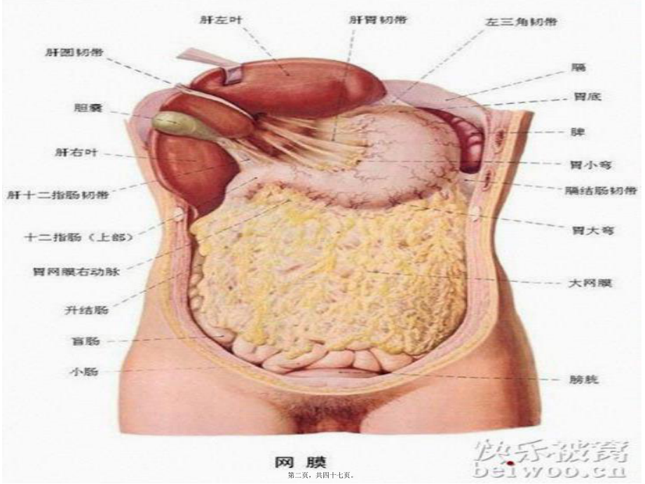 最新胃癌教学课件课件.pptx_第2页