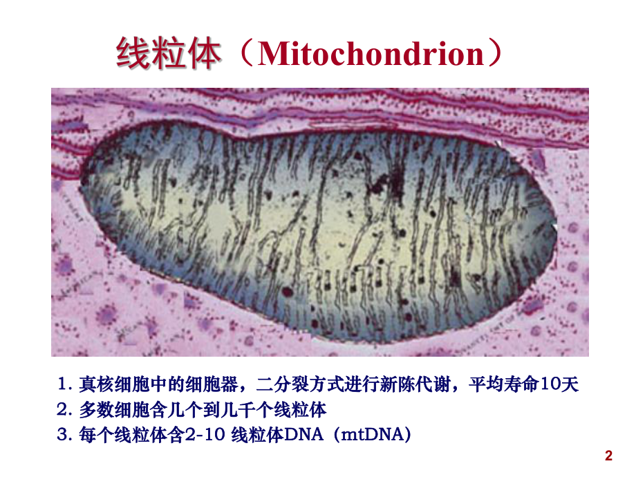 线粒体疾病的分子生物学检验课件.ppt_第2页