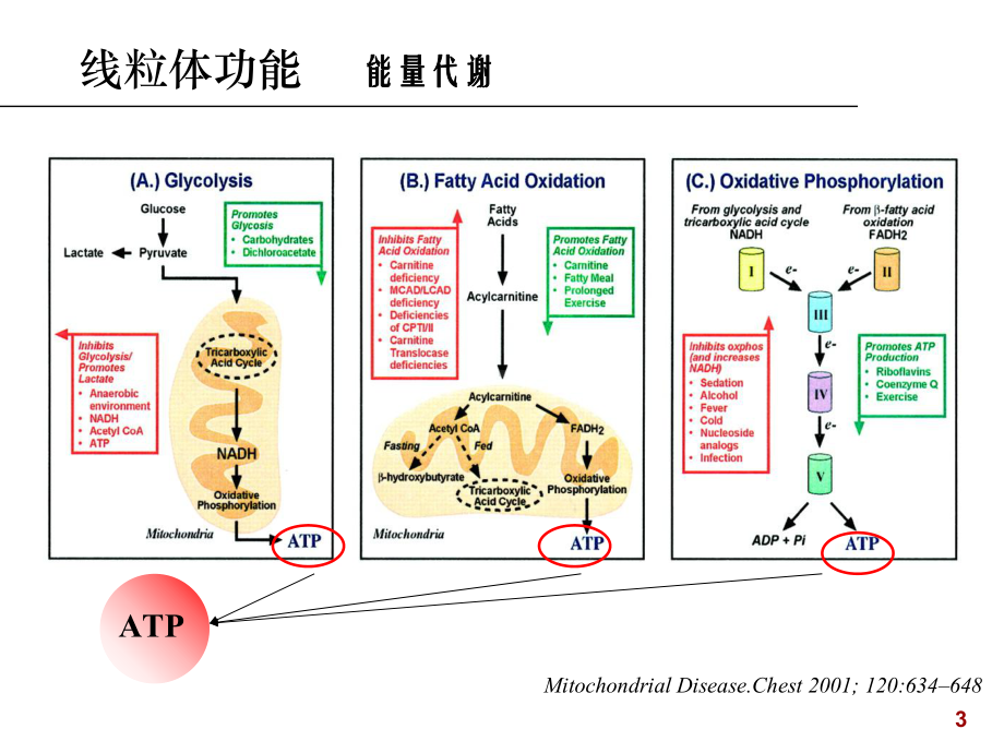 线粒体疾病的分子生物学检验课件.ppt_第3页