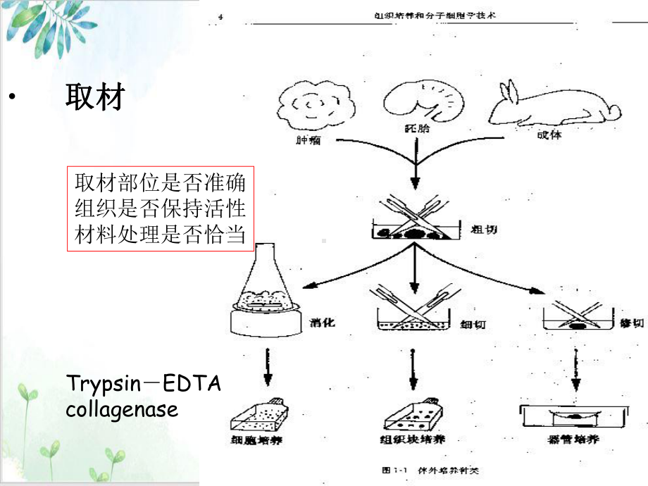 细胞工程动物细胞培养课件.ppt_第3页