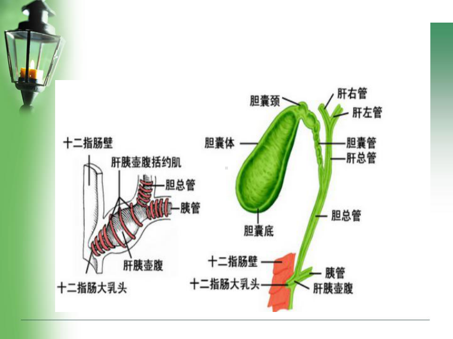 胆管癌诊断鉴别诊断讲解课件.ppt_第3页