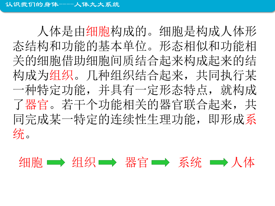 认识我们的身体课件.ppt_第3页