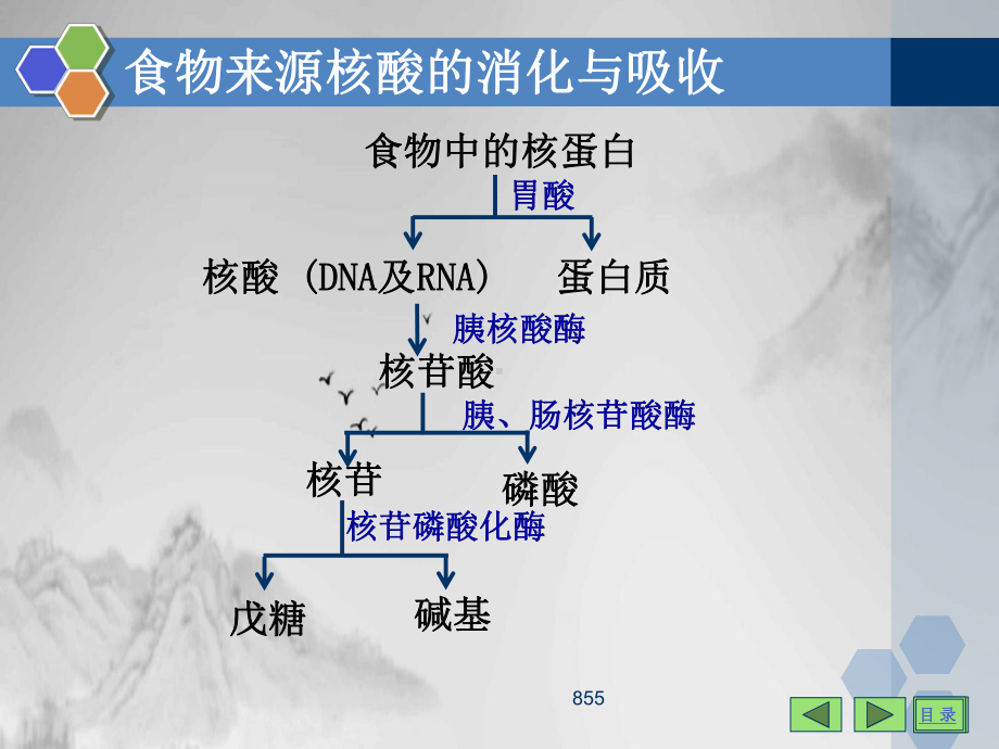 遗传物质合成的基本原料核苷酸课件.pptx_第3页