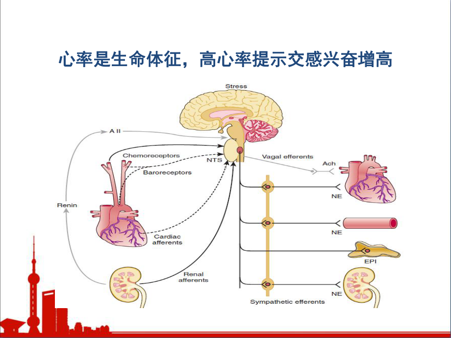 静息心率课件.ppt_第2页