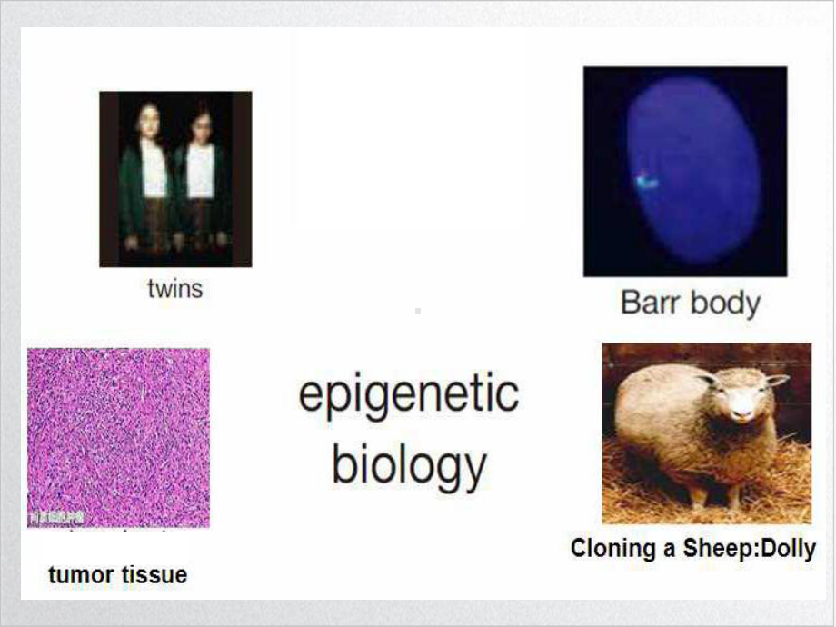 第十二章表观遗传学优质课件.ppt_第3页