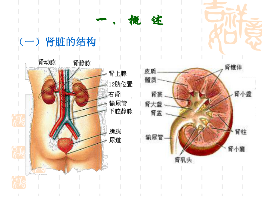 第八章-尿的生成和排出课件.ppt_第2页