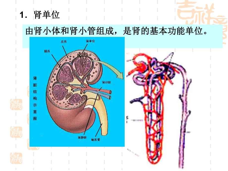 第八章-尿的生成和排出课件.ppt_第3页