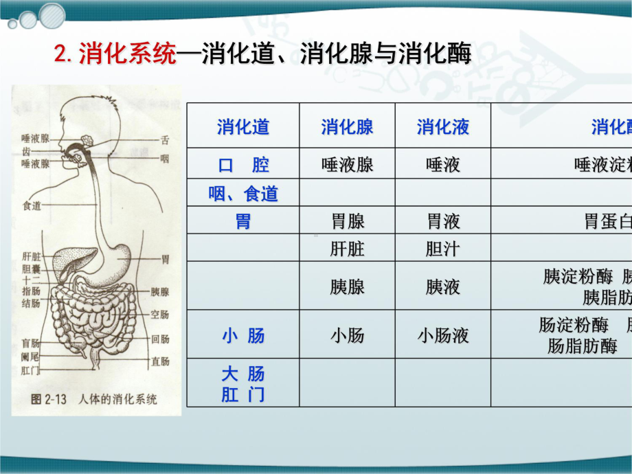 第十五章-糖、脂类、蛋白质三大物质代谢的关系教案资料课件.ppt_第3页