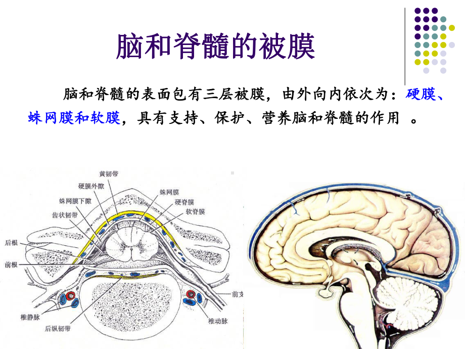 第四节-脑和脊髓的被膜课件.ppt_第2页