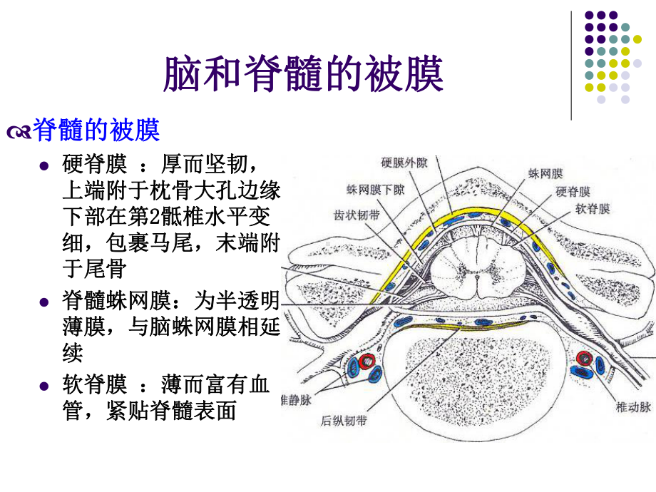 第四节-脑和脊髓的被膜课件.ppt_第3页