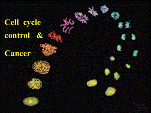 肿瘤学-细胞周期课件.ppt