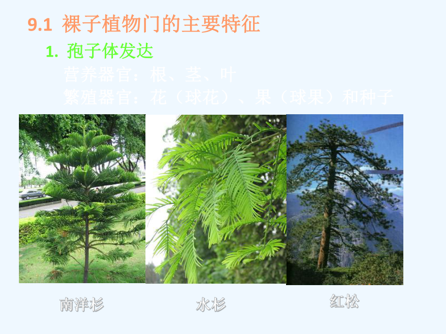 裸子植物课件.ppt_第2页