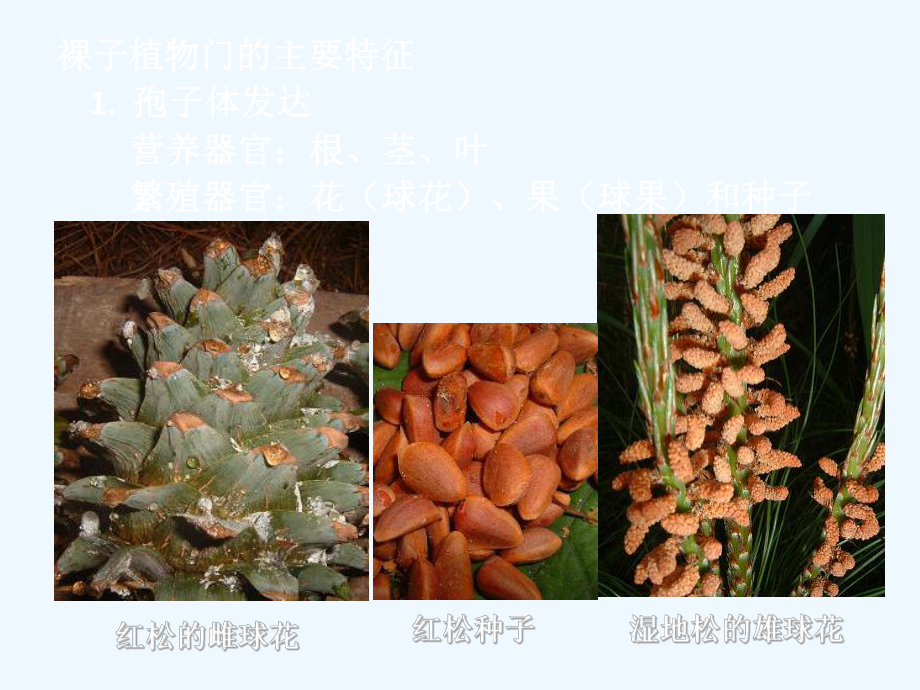 裸子植物课件.ppt_第3页