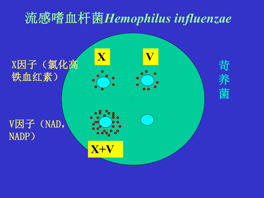 细菌生理-微生物学课件.ppt_第3页