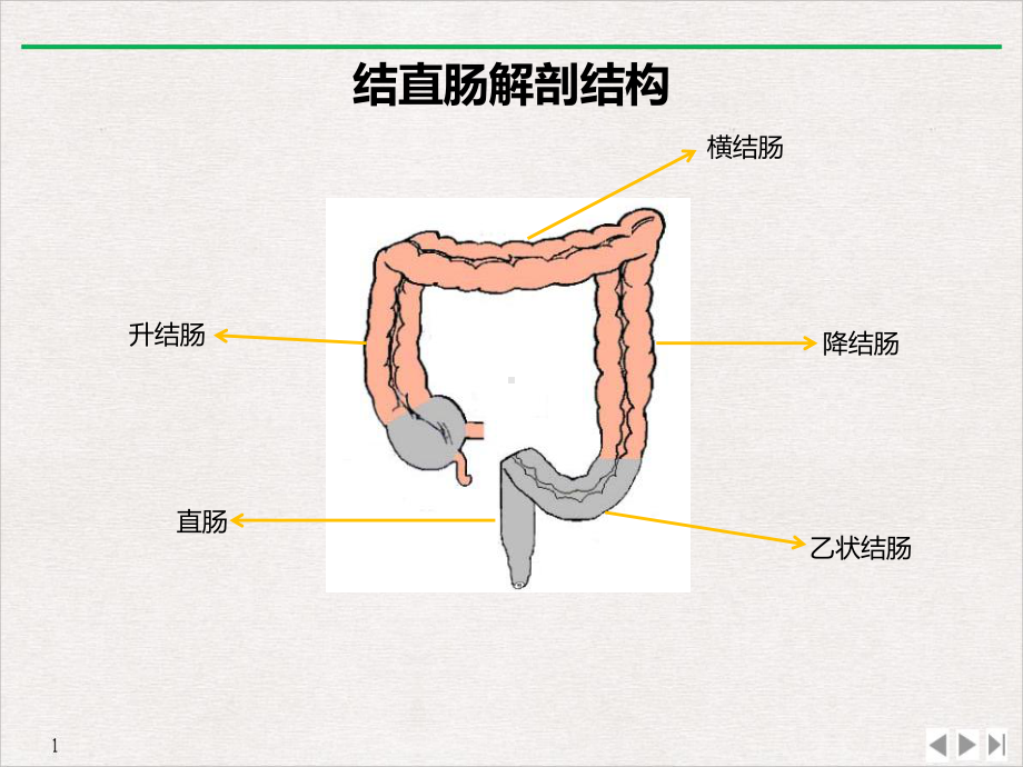 肠癌产品知识教学课件.ppt_第3页