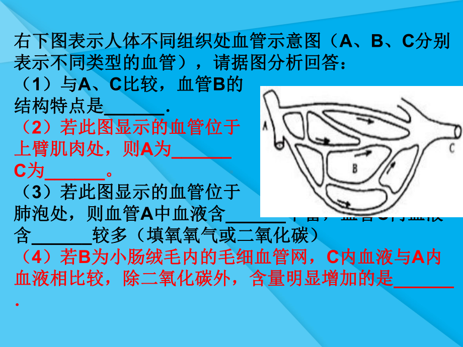 输送血液的泵-心脏课件37-人教版优秀课件.ppt_第2页