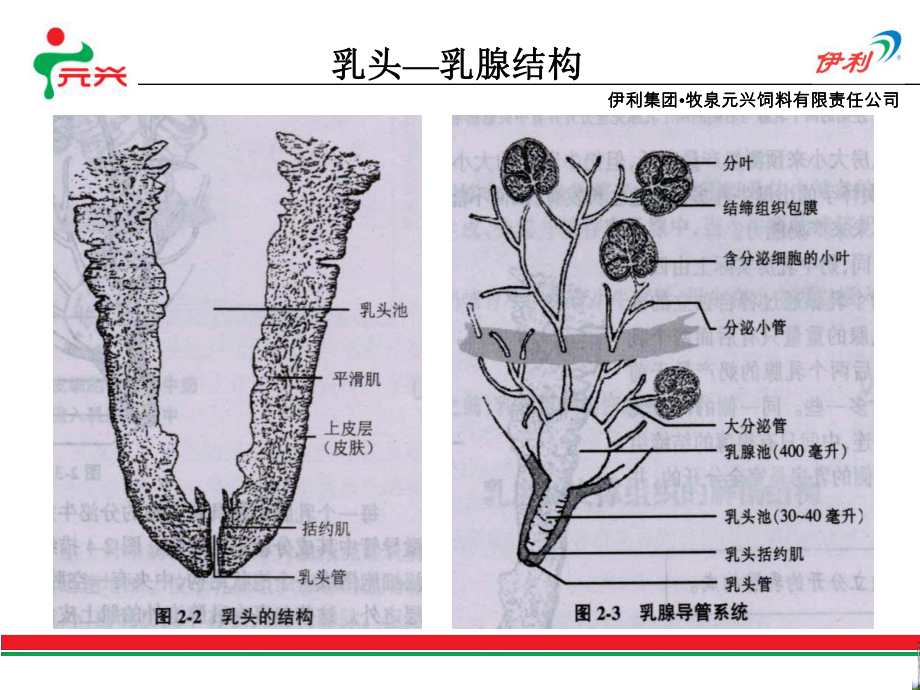 奶牛乳房炎发病机理课件.ppt_第3页