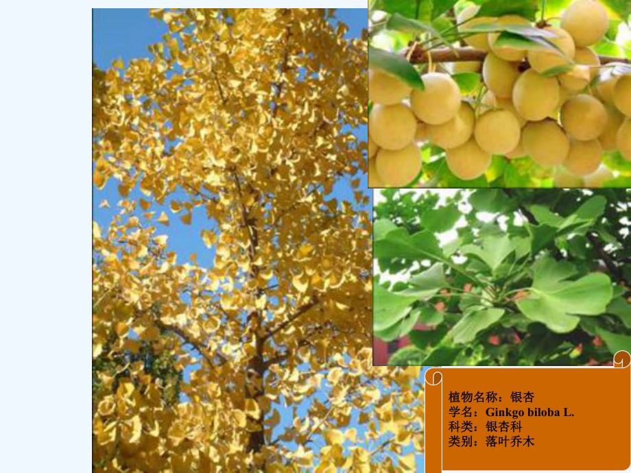 裸子植物的种类课件.ppt_第2页