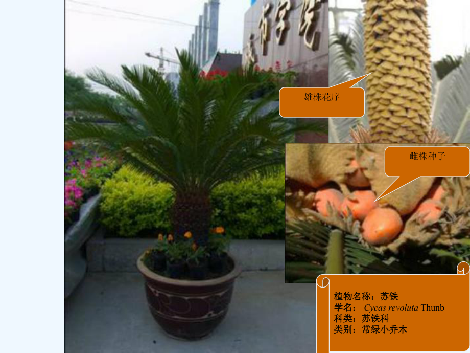 裸子植物的种类课件.ppt_第3页