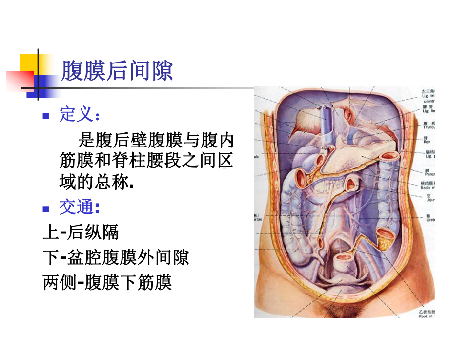 腹膜后间隙课件.ppt_第2页