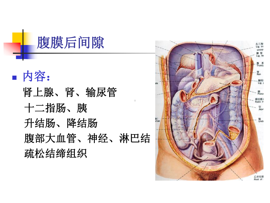 腹膜后间隙课件.ppt_第3页