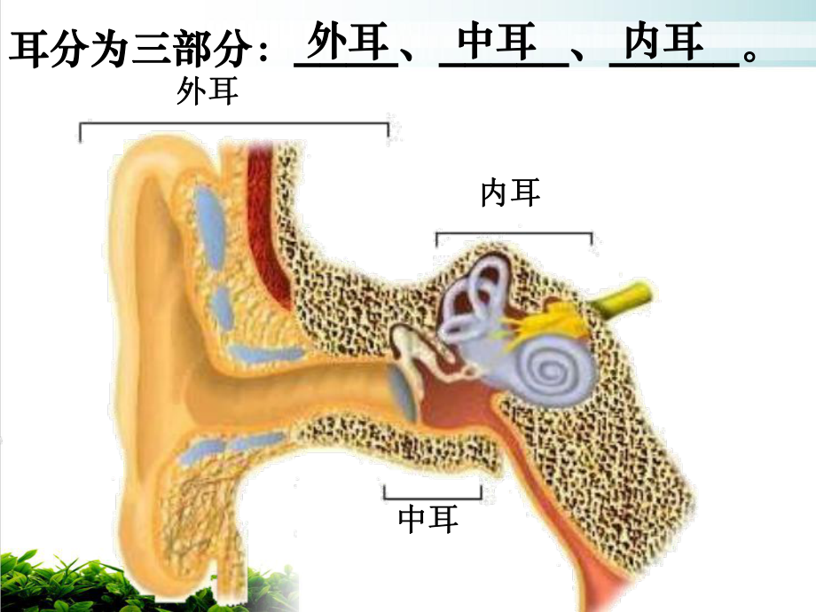 耳和听觉上课件.ppt_第3页