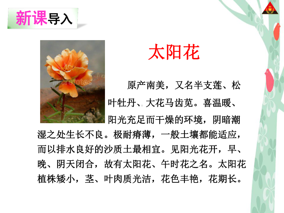 种一片太阳花的语文课件.ppt_第2页