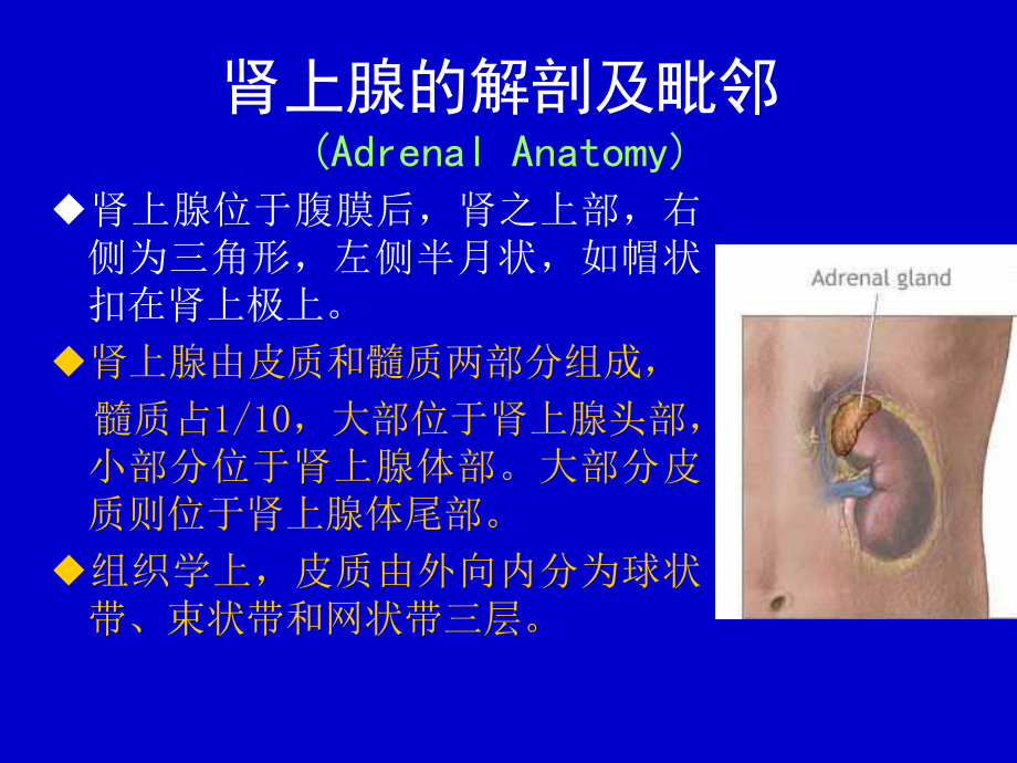 肾上腺肿瘤医学课件-.ppt_第3页