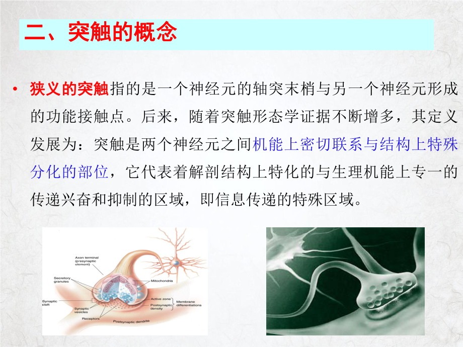 突触和突触传递课件.pptx_第2页