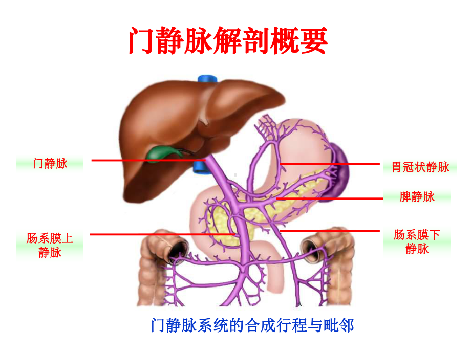 门静脉高压症(《外科学》8年制第2版配套)课件.ppt_第3页