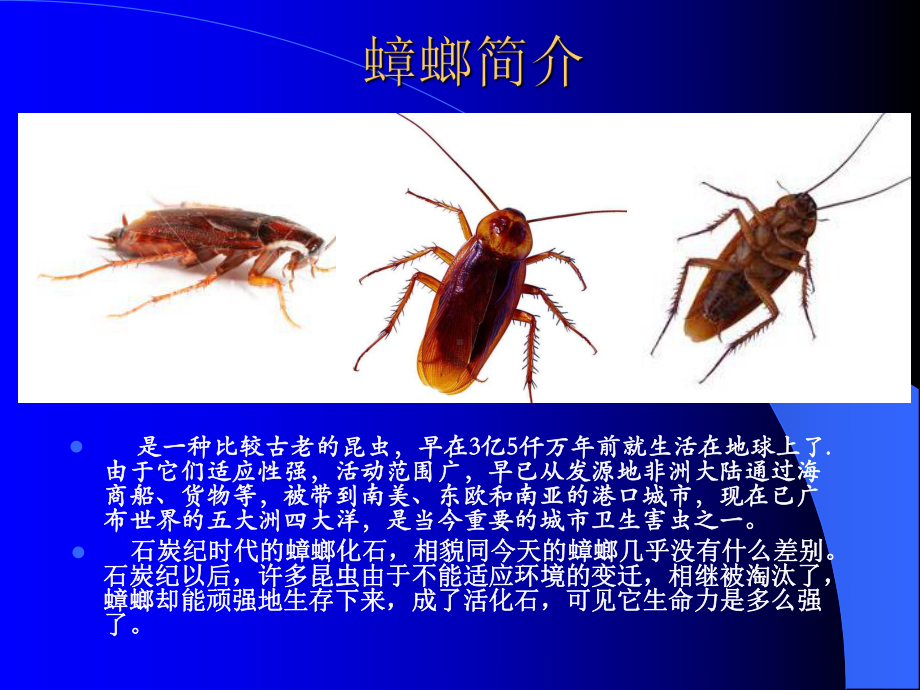 蟑螂综合防治技术培训课件.ppt_第2页