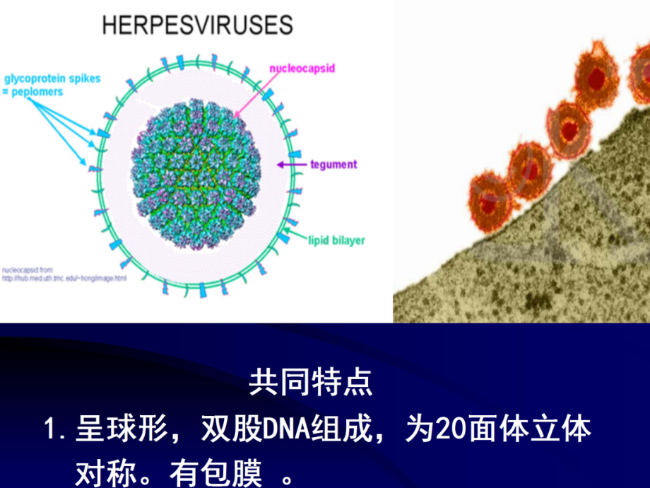 第二十九章-疱疹病毒课件.ppt_第3页