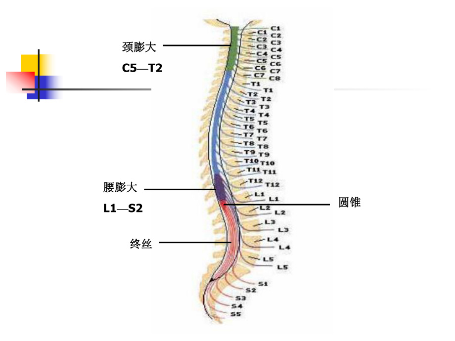 脊髓疾病课件-002.ppt_第3页