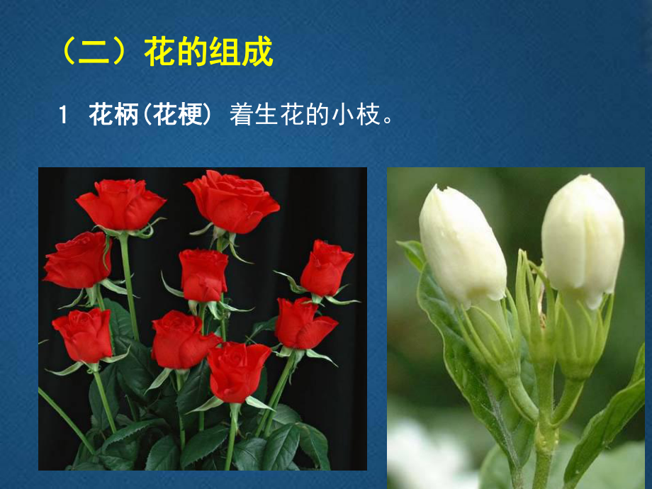 花的世界课案课件.ppt_第3页