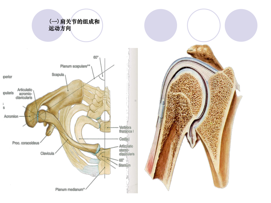 肩关节生物力学运动学课件.ppt_第3页