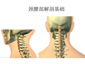 颈部、腰部解剖基础讲解课件.ppt