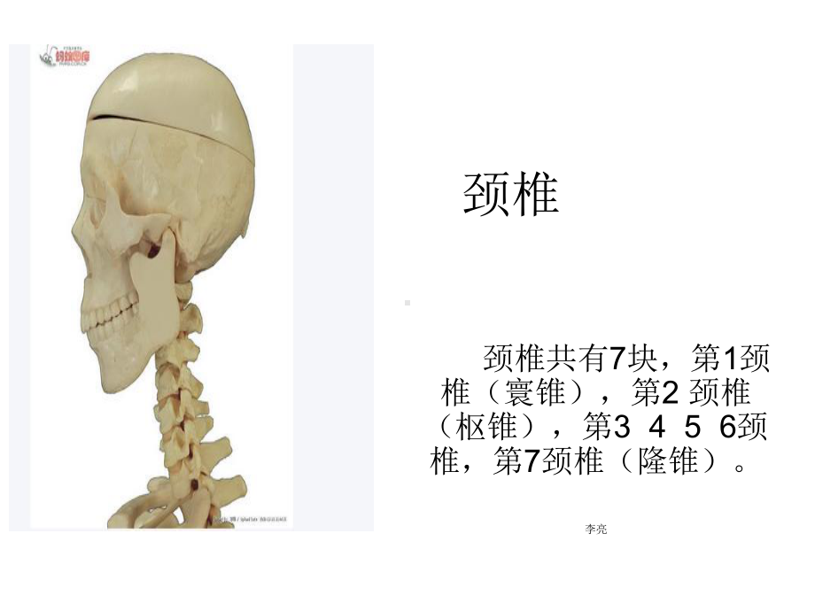 颈部、腰部解剖基础讲解课件.ppt_第2页