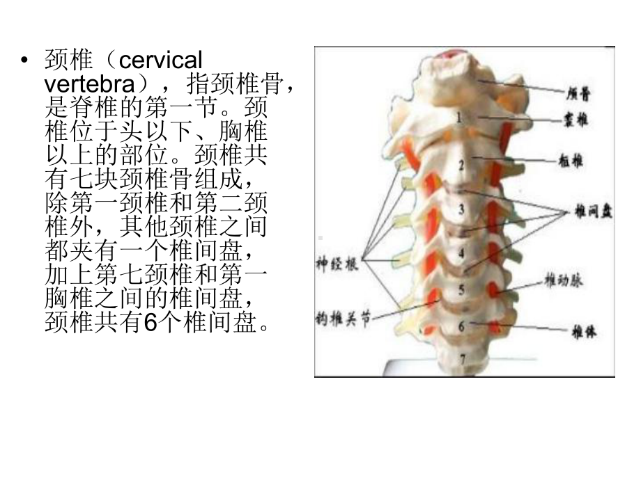 颈部、腰部解剖基础讲解课件.ppt_第3页