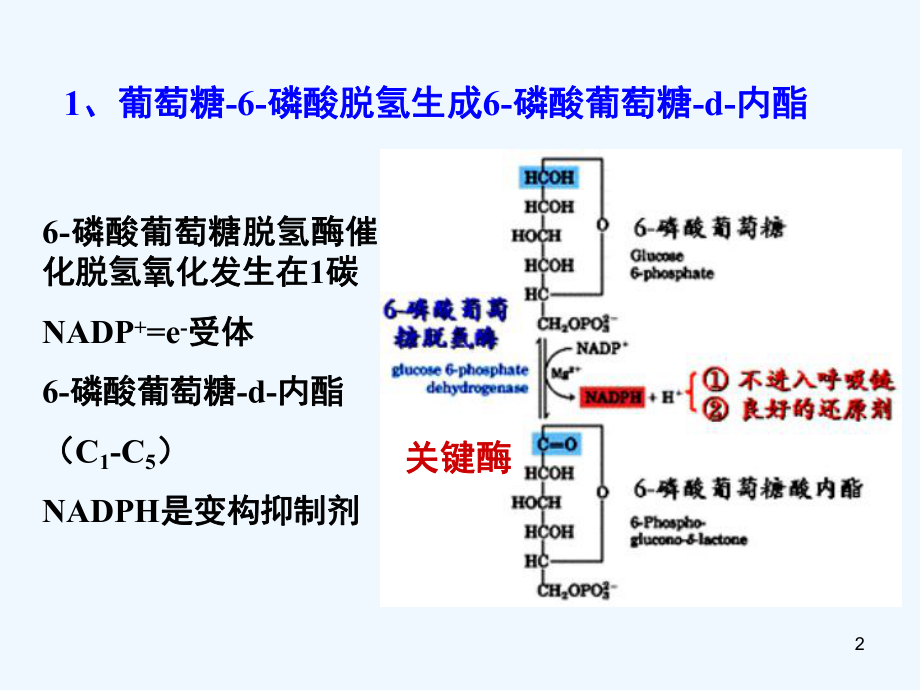 糖代谢的其它途径课件.ppt_第2页